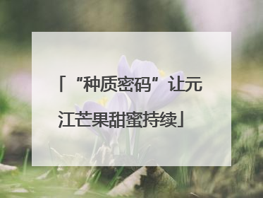 “种质密码”让元江芒果甜蜜持续