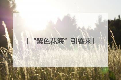 “紫色花海”引客来