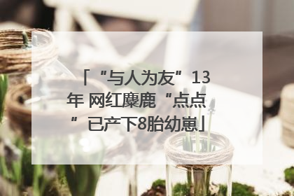 “与人为友”13年 网红麋鹿“点点”已产下8胎幼崽