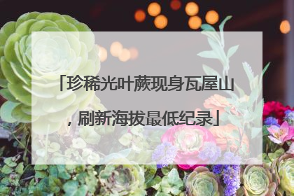 珍稀光叶蕨现身瓦屋山，刷新海拔最低纪录