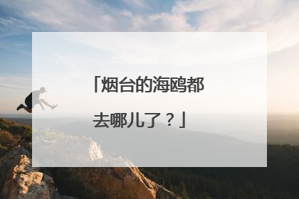 烟台的海鸥都去哪儿了？