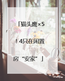 猫头鹰×5！4只在闲置房“安家”