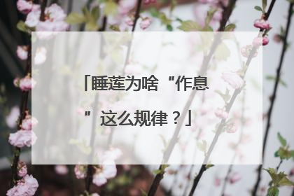 睡莲为啥“作息”这么规律？