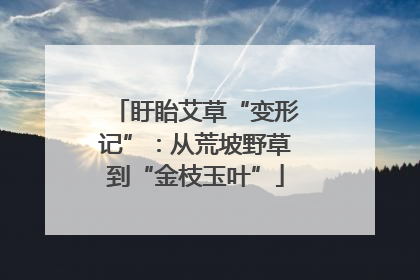 盱眙艾草“变形记”：从荒坡野草到“金枝玉叶”