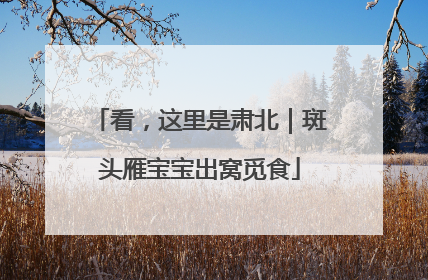看，这里是肃北｜斑头雁宝宝出窝觅食