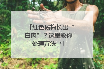 红色杨梅长出“白肉”？这里教你处理方法→