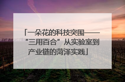 一朵花的科技突围——“三用百合”从实验室到产业链的菏泽实践