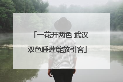 一花开两色 武汉双色睡莲绽放引客
