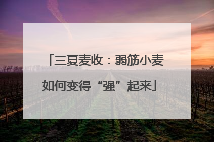 三夏麦收：弱筋小麦如何变得“强”起来