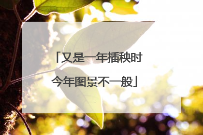 又是一年插秧时 今年图景不一般