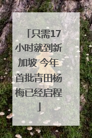 只需17小时就到新加坡 今年首批青田杨梅已经启程