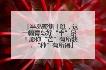 半岛聚焦丨瞧，这一幅青岛好“丰”景！愿你“芒”有所获，“种”有所得