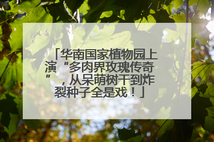 华南国家植物园上演“多肉界玫瑰传奇”，从呆萌树干到炸裂种子全是戏！