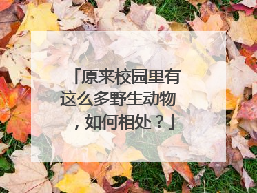 原来校园里有这么多野生动物，如何相处？