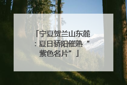 宁夏贺兰山东麓：夏日骄阳催熟“紫色名片”