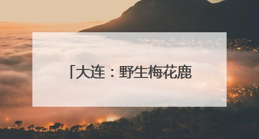 大连：野生梅花鹿与市民和谐相处