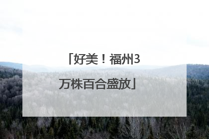 好美！福州3万株百合盛放