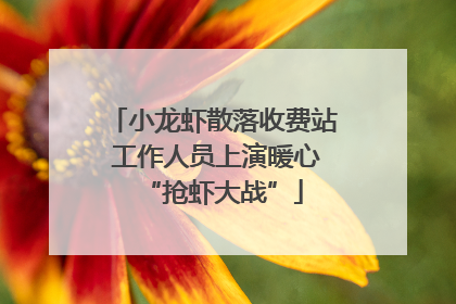 小龙虾散落收费站 工作人员上演暖心“抢虾大战”
