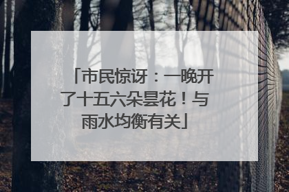 市民惊讶：一晚开了十五六朵昙花！与雨水均衡有关