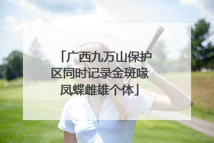 广西九万山保护区同时记录金斑喙凤蝶雌雄个体