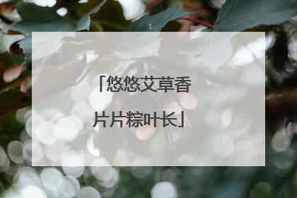 悠悠艾草香 片片粽叶长