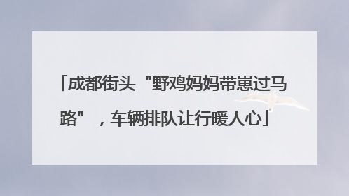 成都街头“野鸡妈妈带崽过马路”，车辆排队让行暖人心