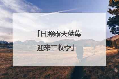 日照露天蓝莓迎来丰收季