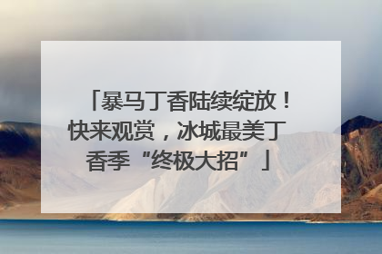 暴马丁香陆续绽放！快来观赏，冰城最美丁香季“终极大招”