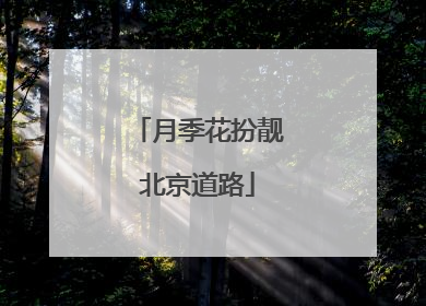 月季花扮靓北京道路