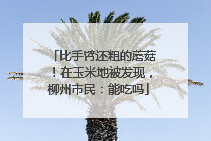 比手臂还粗的蘑菇！在玉米地被发现，柳州市民：能吃吗