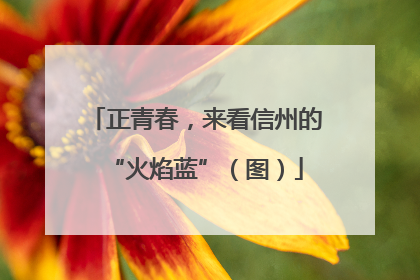 正青春，来看信州的“火焰蓝”（图）