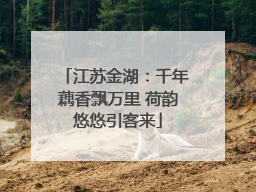 江苏金湖：千年藕香飘万里 荷韵悠悠引客来