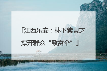 江西乐安：林下紫灵芝撑开群众“致富伞”