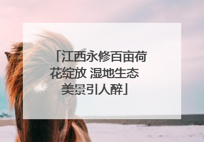 江西永修百亩荷花绽放 湿地生态美景引人醉
