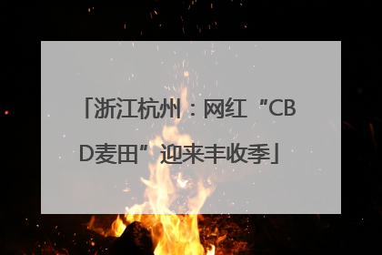 浙江杭州：网红“CBD麦田”迎来丰收季