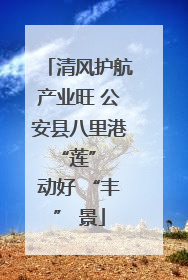 清风护航产业旺 公安县八里港 “莲” 动好 “丰” 景