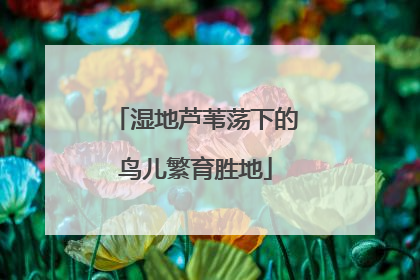 湿地芦苇荡下的鸟儿繁育胜地