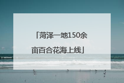 菏泽一地150余亩百合花海上线