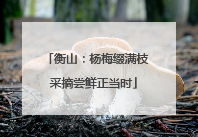 衡山：杨梅缀满枝 采摘尝鲜正当时