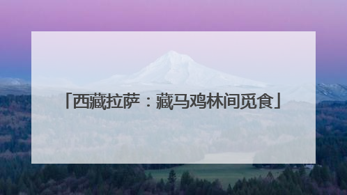 西藏拉萨：藏马鸡林间觅食