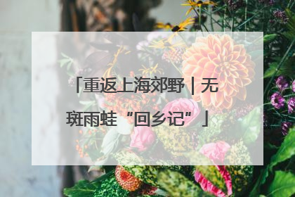 重返上海郊野｜无斑雨蛙“回乡记”