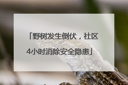 野树发生倒伏，社区4小时消除安全隐患