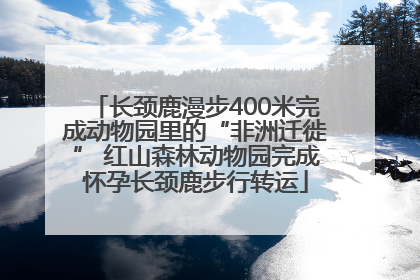 长颈鹿漫步400米完成动物园里的“非洲迁徙” 红山森林动物园完成怀孕长颈鹿步行转运