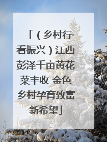 （乡村行·看振兴）江西彭泽千亩黄花菜丰收 金色乡村孕育致富新希望